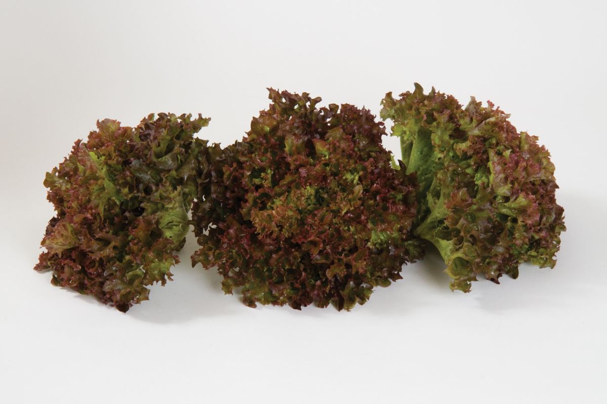 Salanova Red Incised – Lettuce Seed